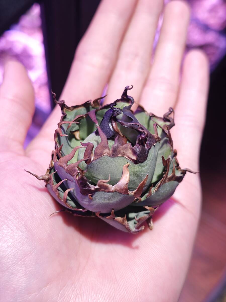 17多肉植物 SSS級 アガベ チタノタ ハデス 恐竜牙歯 変異株 優良 17多肉植物 SSS級 アガベ チタノタ ハデス 恐竜牙歯 変異株 優良