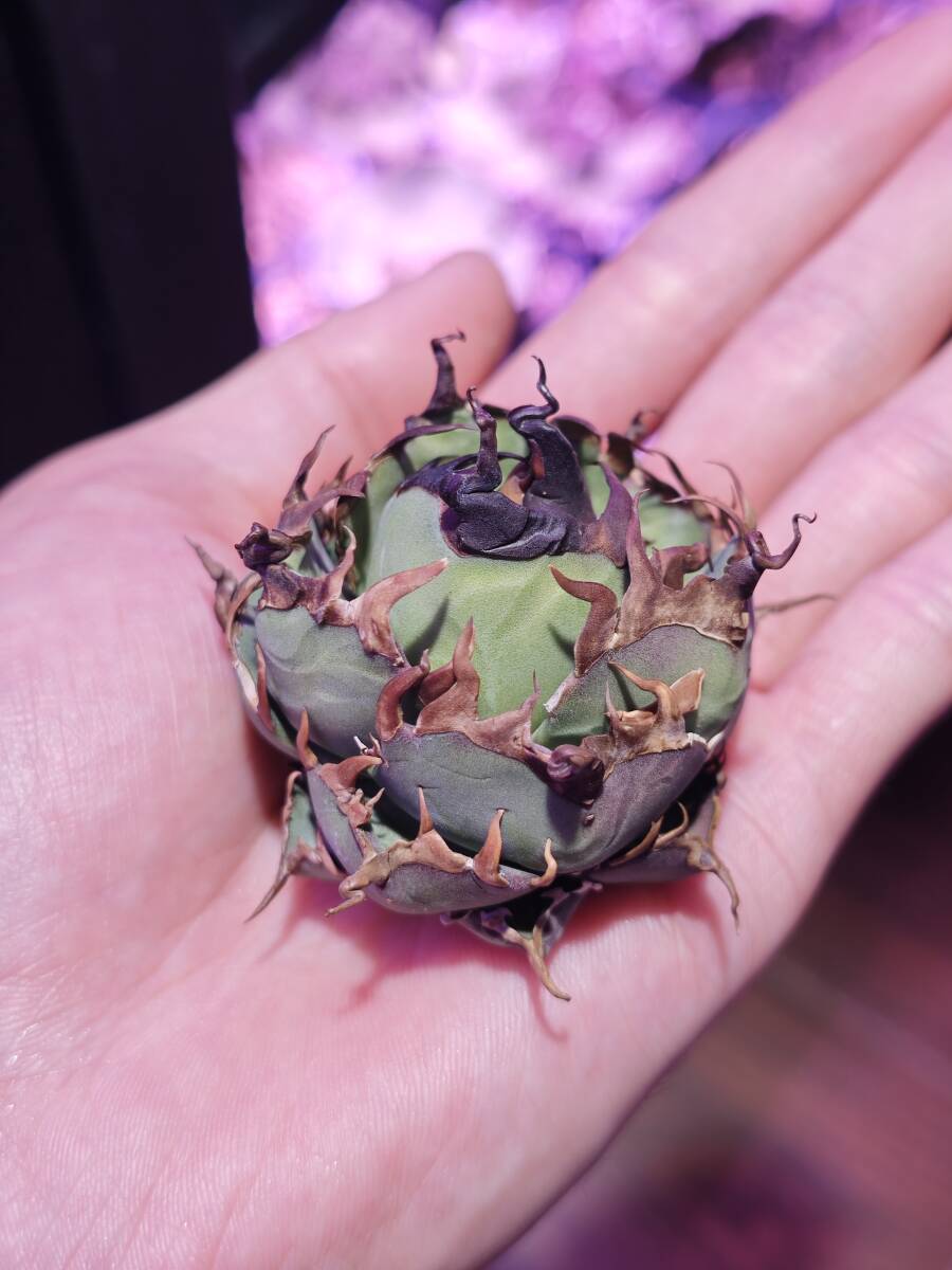 17多肉植物 SSS級 アガベ チタノタ ハデス 恐竜牙歯 変異株 優良 17多肉植物 SSS級 アガベ チタノタ ハデス 恐竜牙歯 変異株 優良