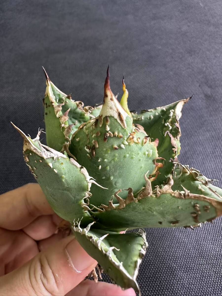 R-5多肉植物 アガベ チタノタ 麻花龍 極上強棘 葉内刺し 背刺し R-5多肉植物 アガベ チタノタ 麻花龍 極上強棘 葉内刺し 背刺し