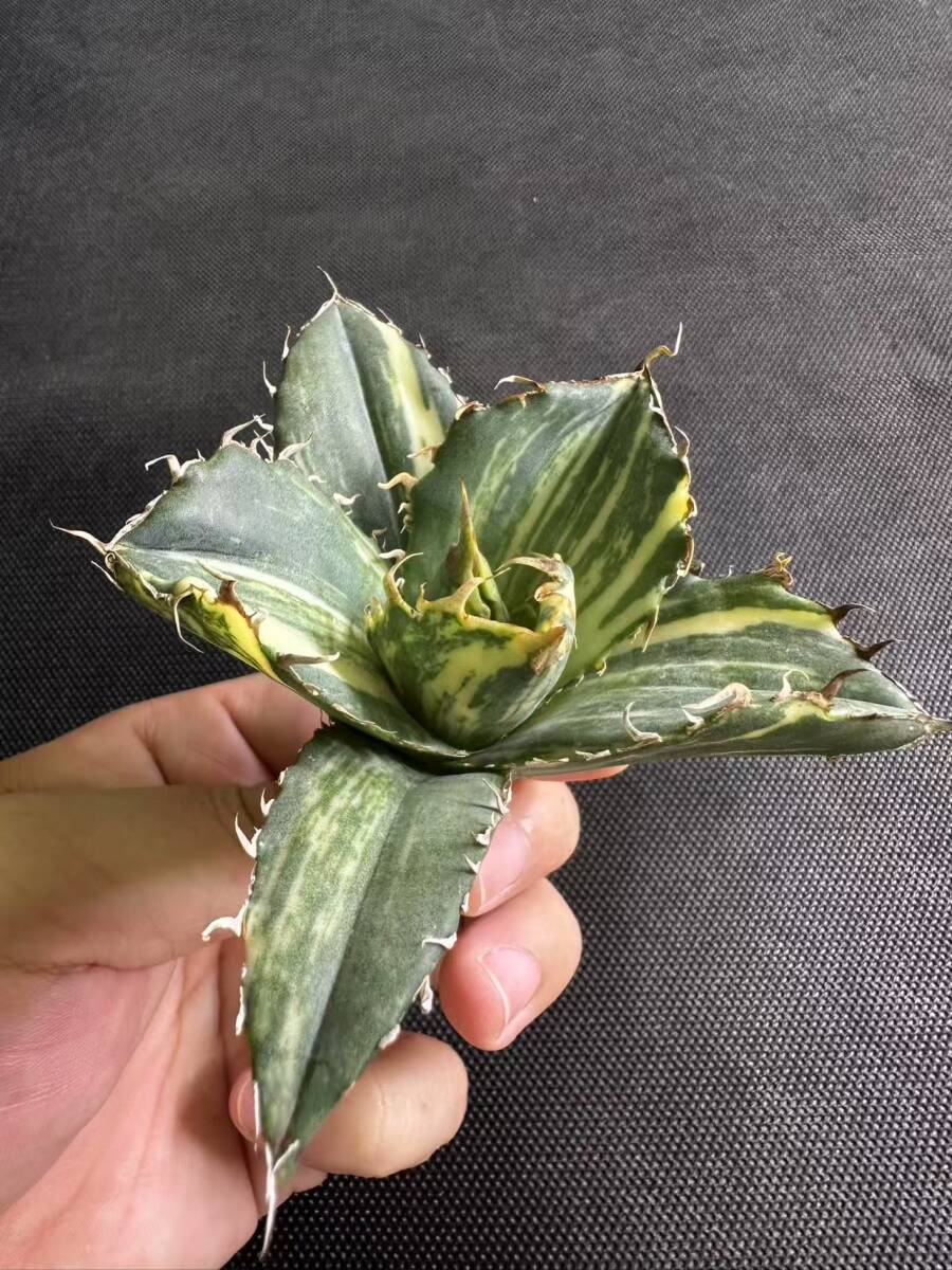 R-6多肉植物アガベ チタノタ 白鯨錦 白縞斑錦錦 鮮明錦 斑入り R-6多肉植物アガベ チタノタ 白鯨錦 白縞斑錦錦 鮮明錦 斑入り