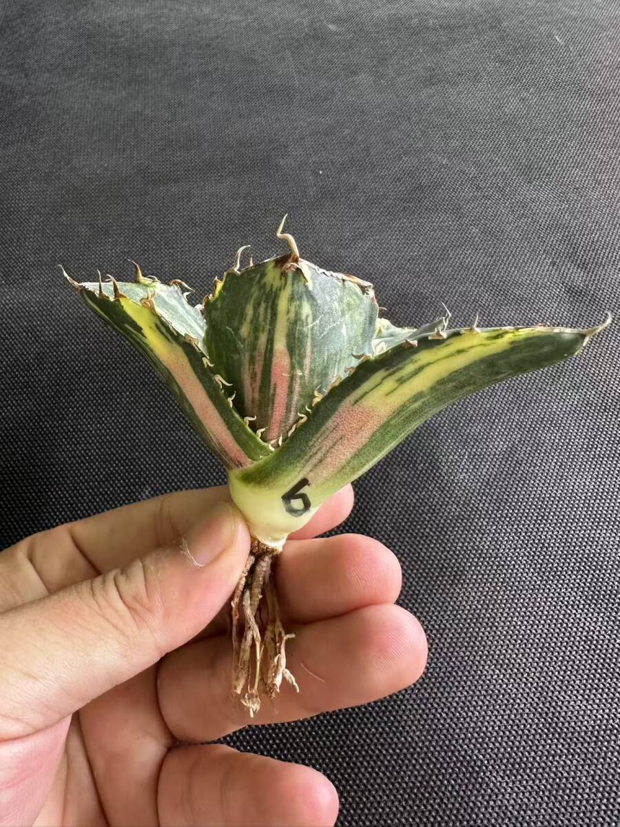 R-6多肉植物アガベ チタノタ 白鯨錦 白縞斑錦錦 鮮明錦 斑入り R-6多肉植物アガベ チタノタ 白鯨錦 白縞斑錦錦 鮮明錦 斑入り