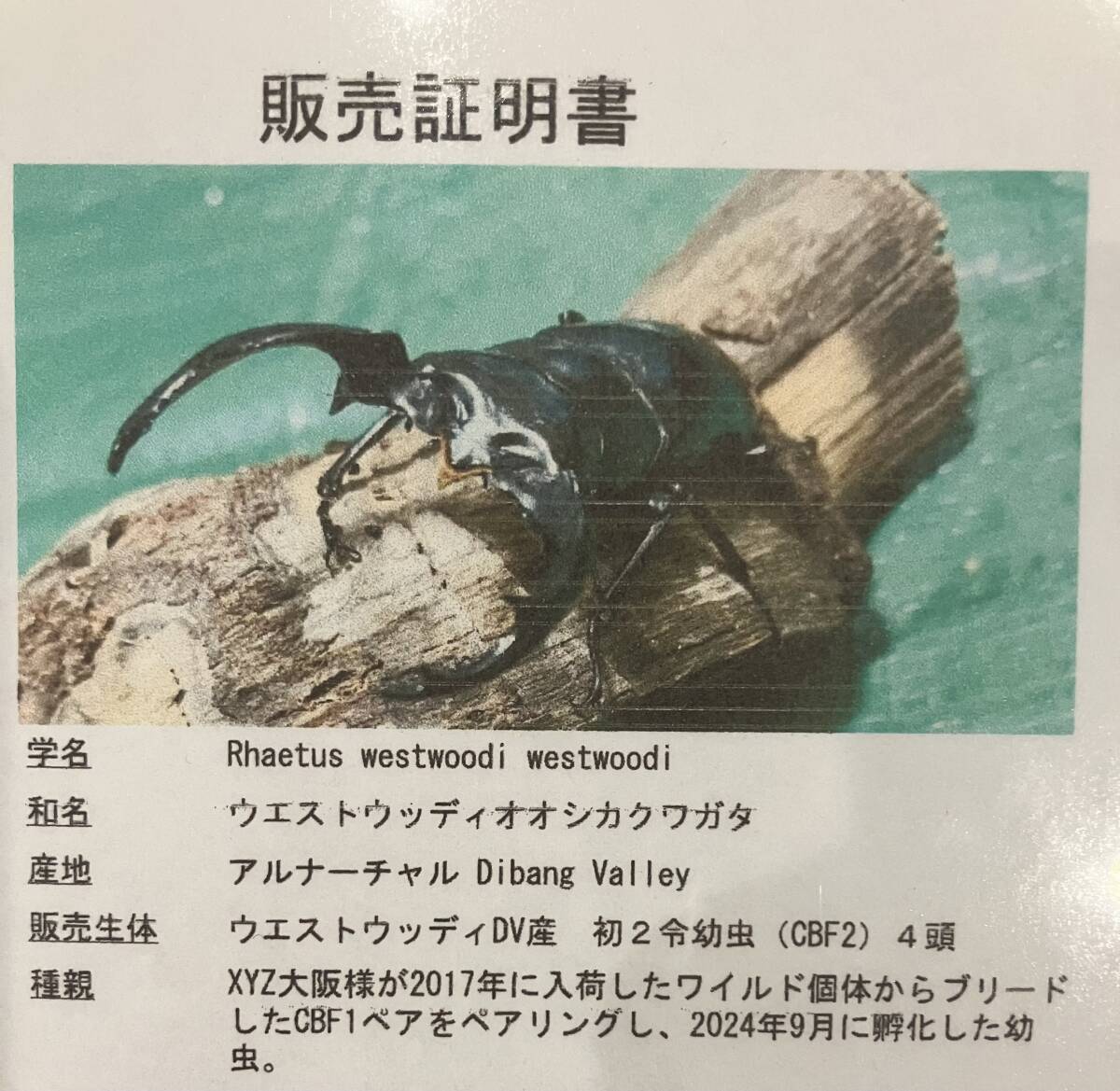 再出品）DV産 ウエストウッディ 3令幼虫 4頭（♂75mm×♀46.5mm