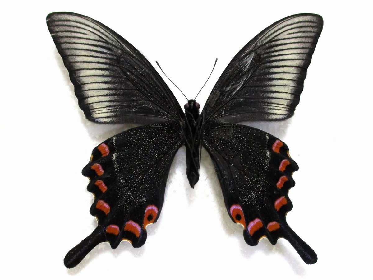 蝶 標本 ミヤマカラスアゲハ 春型♂(長崎産/野外品)(虫類 蝶 標本 ミヤマカラスアゲハ 春型♂(長崎産/野外品)(虫類