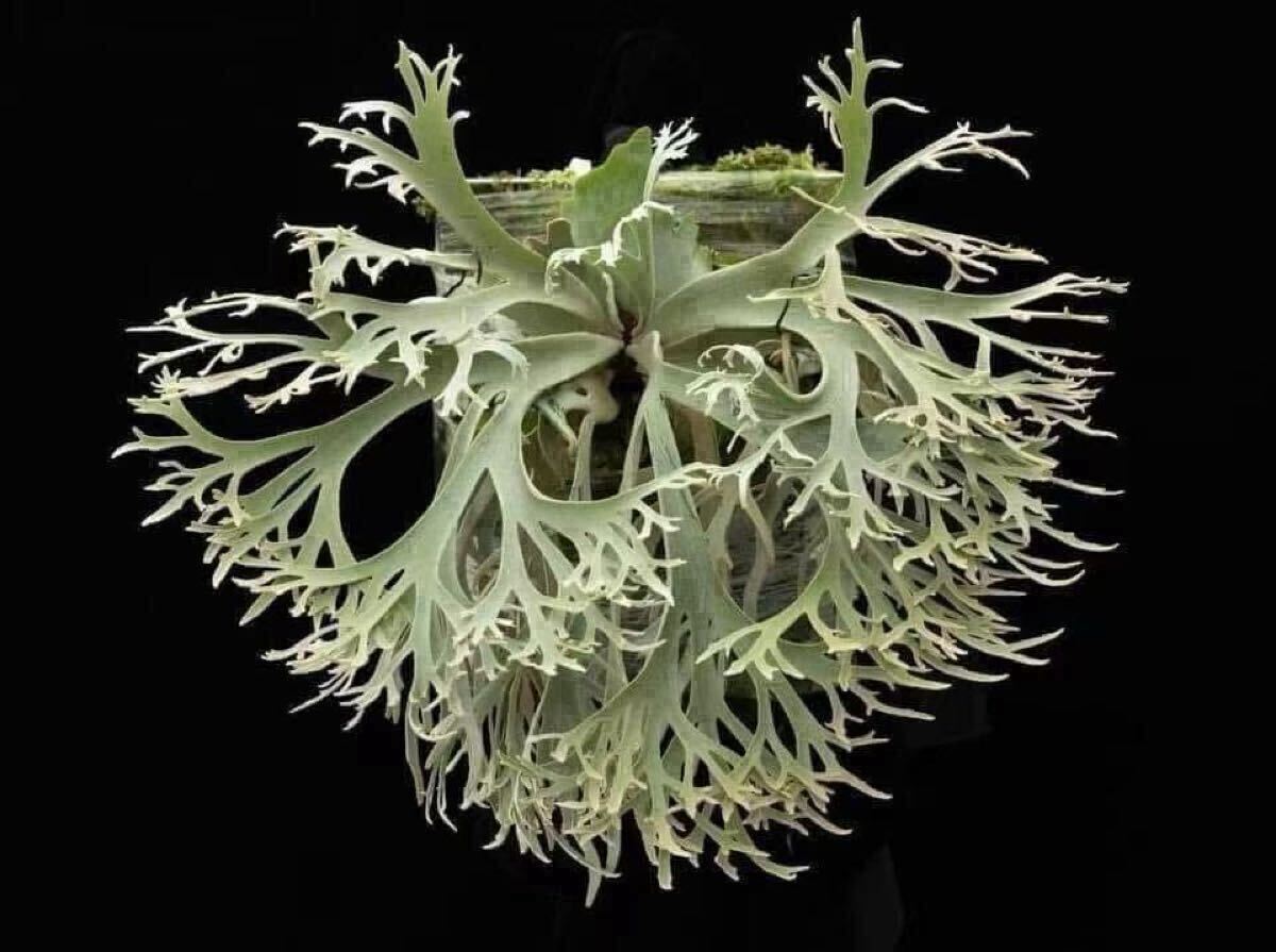 94ビカクシダ Platycerium 台湾輸入株 タグ付き ウィリンキー 94ビカクシダ Platycerium 台湾輸入株 タグ付き ウィリンキー