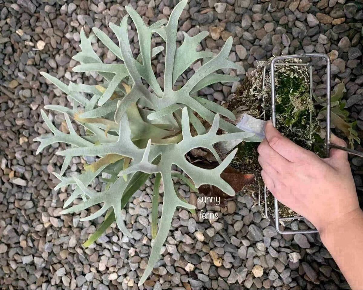 43ビカクシダ Platycerium 台湾輸入株 タグ付き ウィリンキー 43ビカクシダ Platycerium 台湾輸入株 タグ付き ウィリンキー