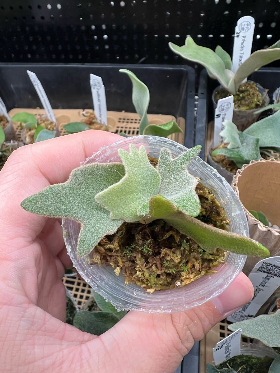 8ビカクシダ Platycerium 台湾輸入株 タグ付き ウィリンキー 8ビカクシダ Platycerium 台湾輸入株 タグ付き ウィリンキー