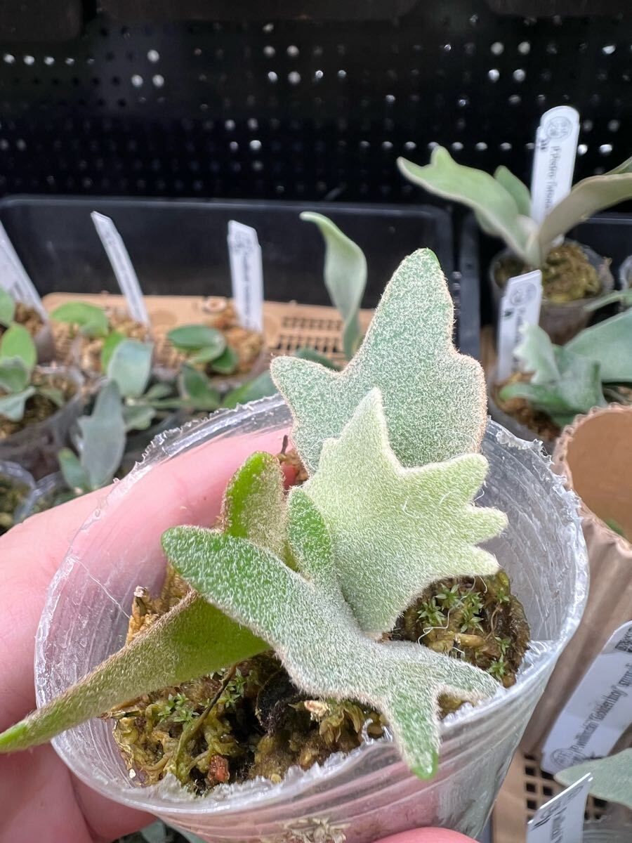 8ビカクシダ Platycerium 台湾輸入株 タグ付き ウィリンキー 8ビカクシダ Platycerium 台湾輸入株 タグ付き ウィリンキー