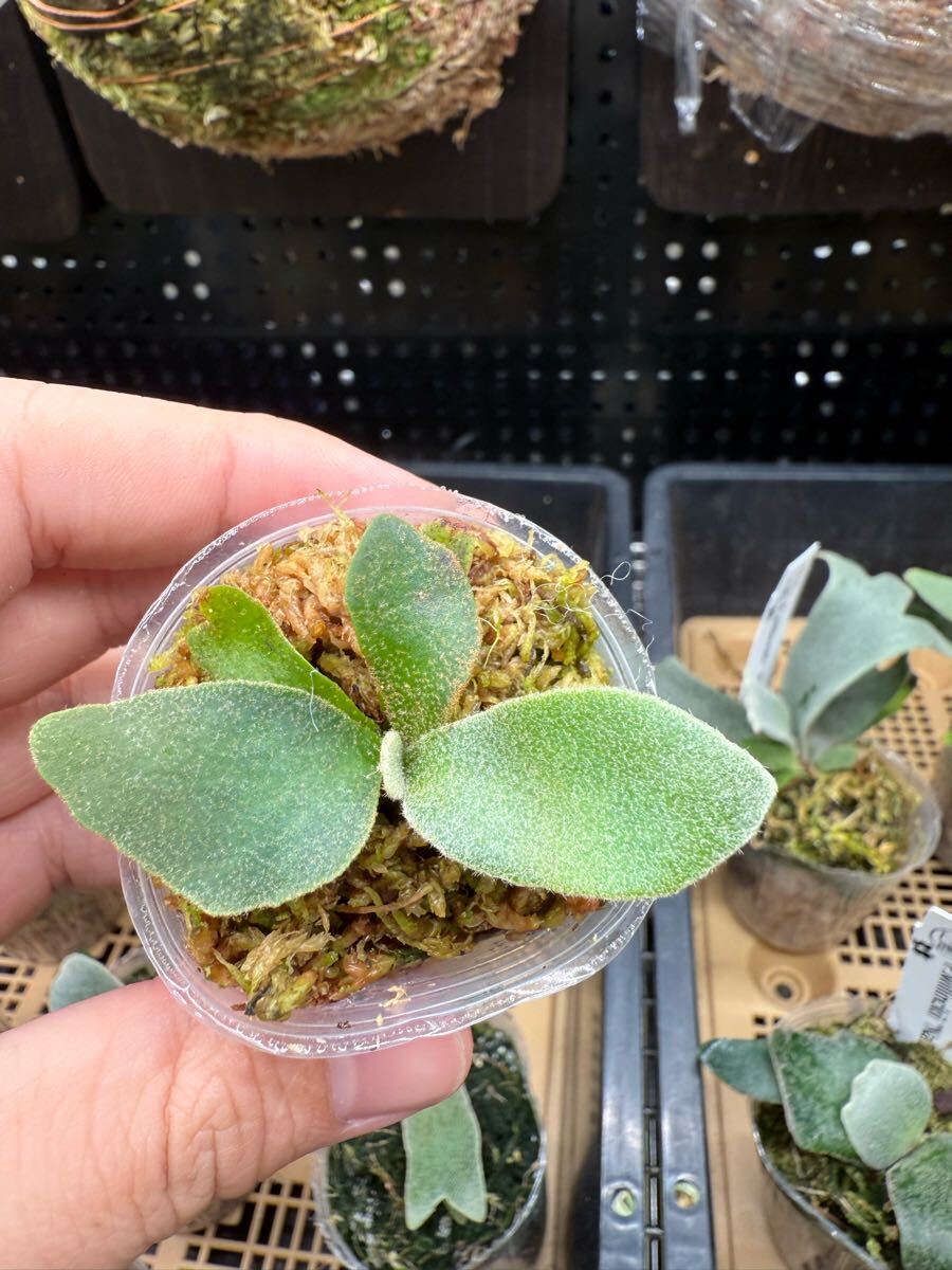 50ビカクシダ Platycerium 台湾輸入株 タグ付き ウィリンキー 50ビカクシダ Platycerium 台湾輸入株 タグ付き ウィリンキー