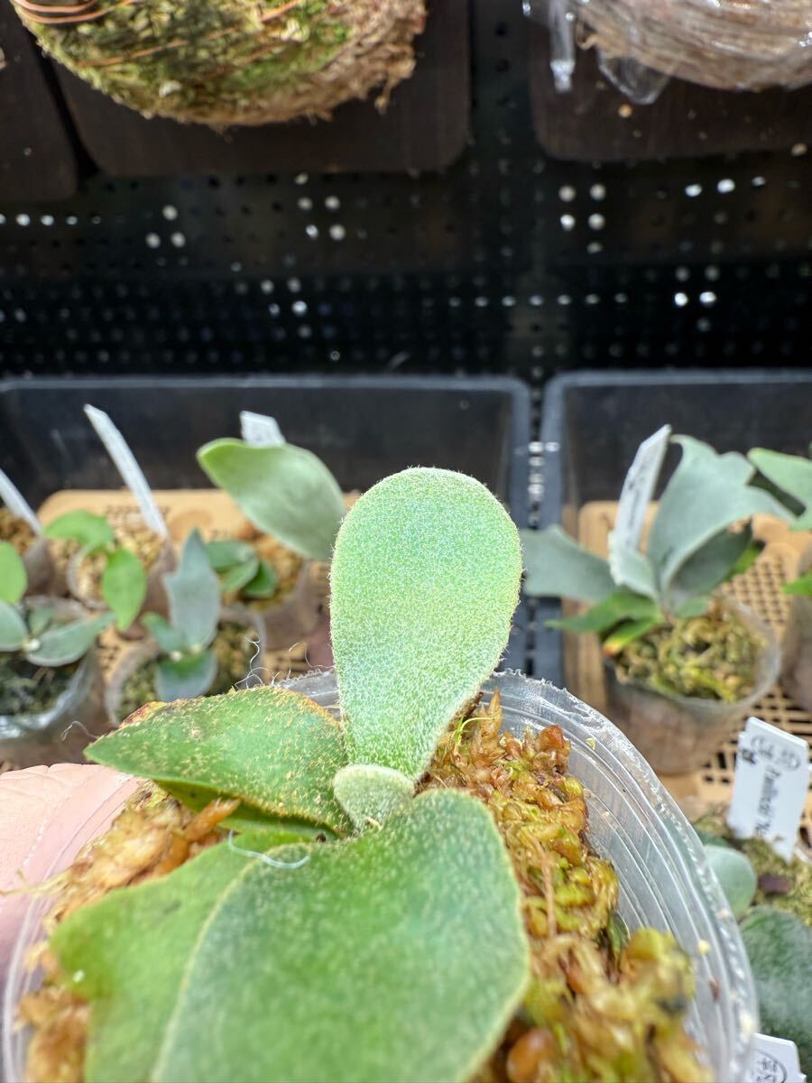 50ビカクシダ Platycerium 台湾輸入株 タグ付き ウィリンキー 50ビカクシダ Platycerium 台湾輸入株 タグ付き ウィリンキー