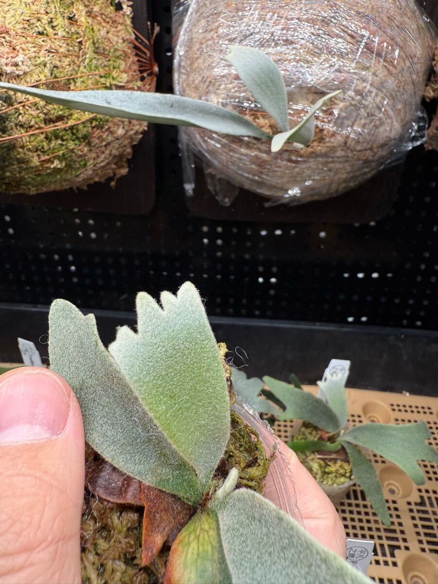 83ビカクシダ Platycerium 台湾輸入株 タグ付き ウィリンキー 83ビカクシダ Platycerium 台湾輸入株 タグ付き ウィリンキー