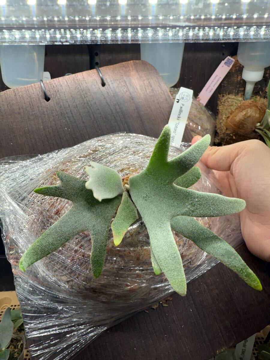 14ビカクシダ Platycerium 台湾輸入株タグ付き ウィリンキー 14ビカクシダ Platycerium 台湾輸入株タグ付き ウィリンキー