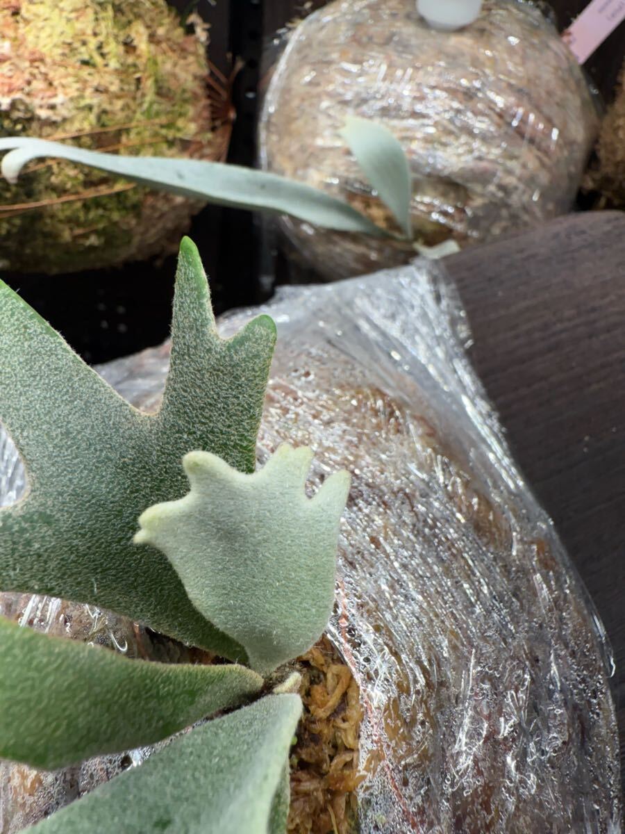 14ビカクシダ Platycerium 台湾輸入株タグ付き ウィリンキー 14ビカクシダ Platycerium 台湾輸入株タグ付き ウィリンキー