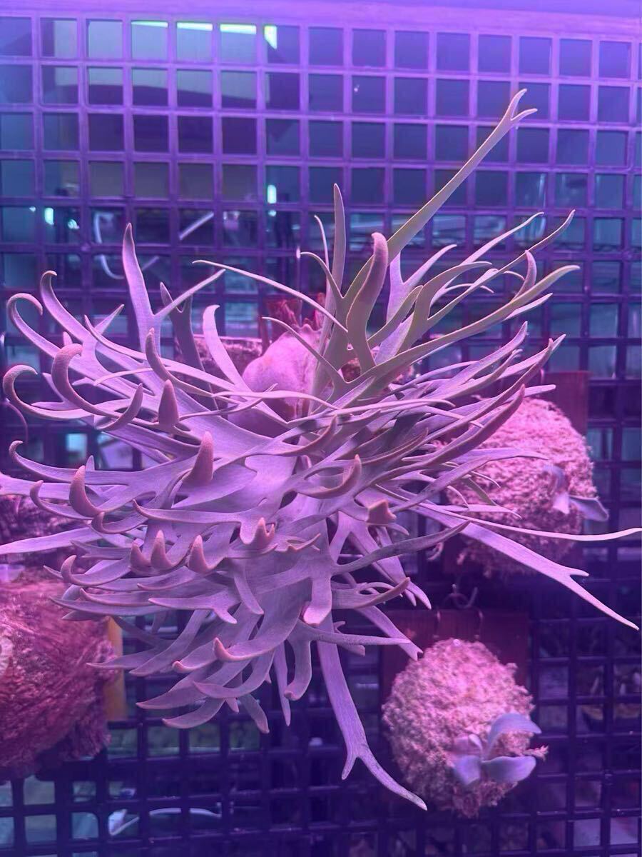 42ビカクシダ Platycerium 台湾輸入株 タグ付き ウィリンキー 42ビカクシダ Platycerium 台湾輸入株 タグ付き ウィリンキー