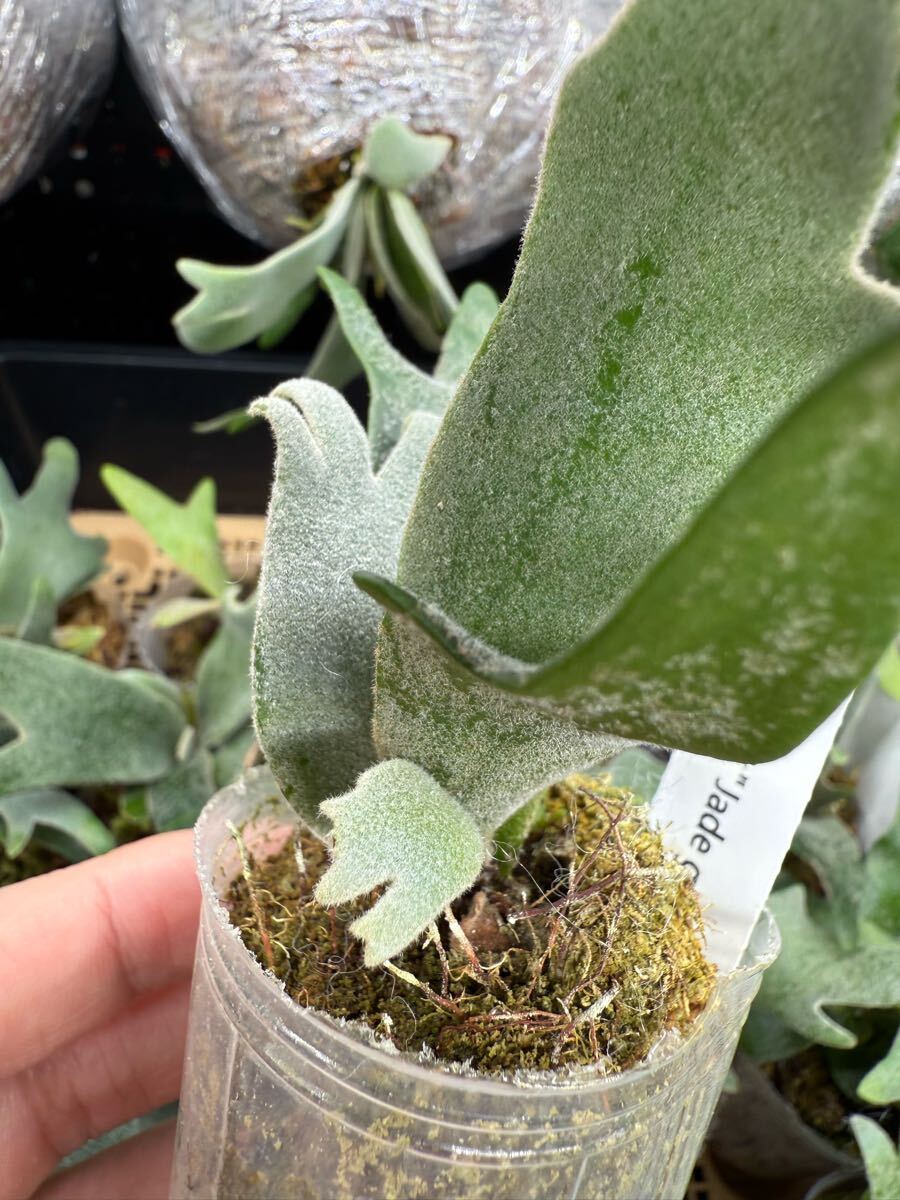42ビカクシダ Platycerium 台湾輸入株 タグ付き ウィリンキー 42ビカクシダ Platycerium 台湾輸入株 タグ付き ウィリンキー
