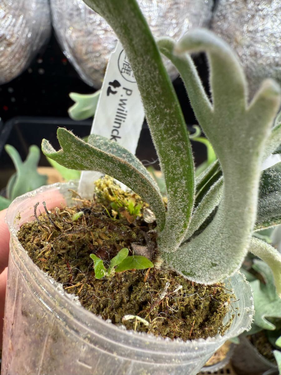 42ビカクシダ Platycerium 台湾輸入株 タグ付き ウィリンキー 42ビカクシダ Platycerium 台湾輸入株 タグ付き ウィリンキー