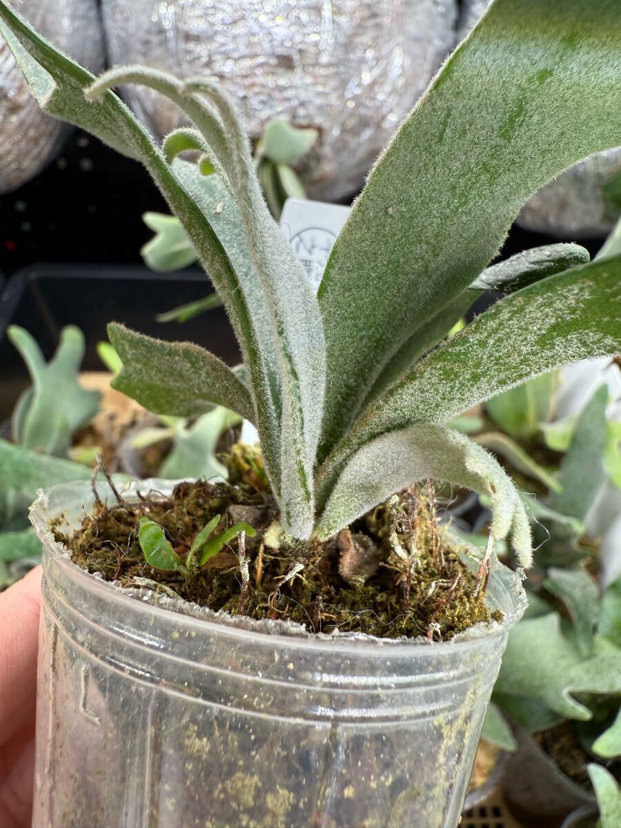 42ビカクシダ Platycerium 台湾輸入株 タグ付き ウィリンキー
