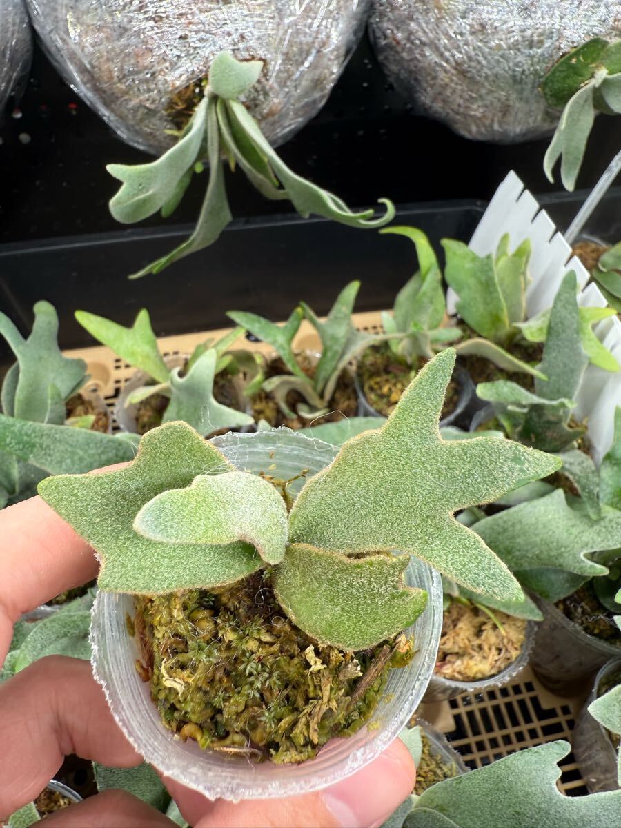 26ビカクシダ Platycerium 台湾輸入株 タグ付き ウィリンキー 26ビカクシダ Platycerium 台湾輸入株 タグ付き ウィリンキー