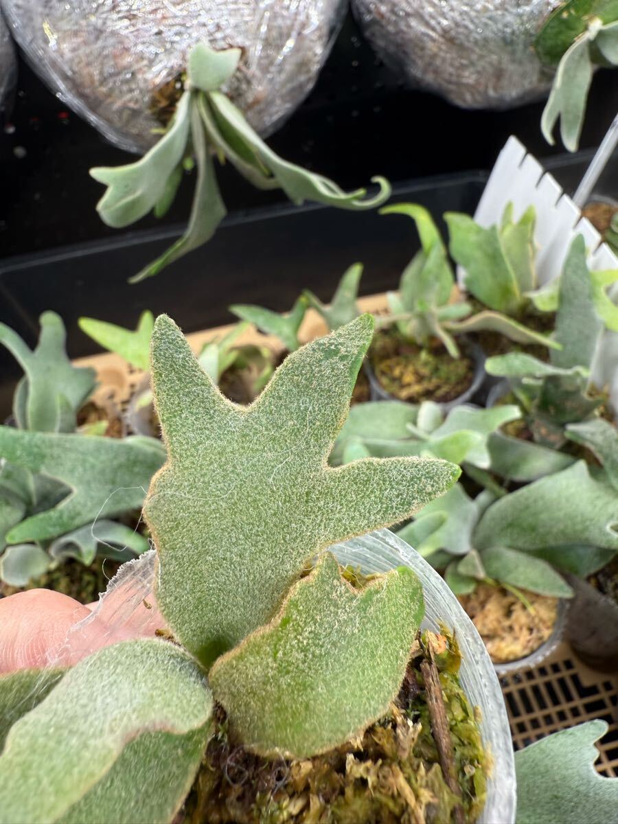 26ビカクシダ Platycerium 台湾輸入株 タグ付き ウィリンキー 26ビカクシダ Platycerium 台湾輸入株 タグ付き ウィリンキー