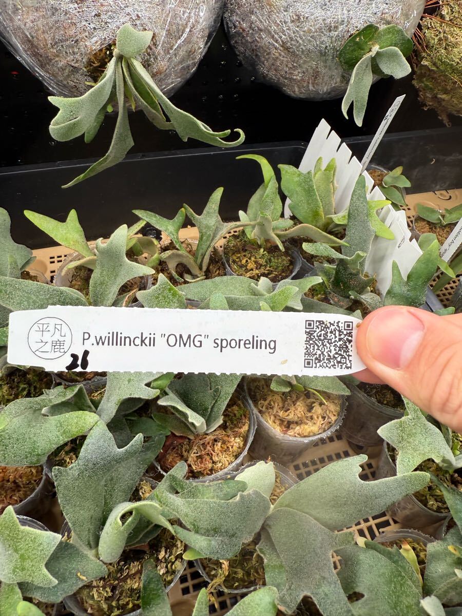 26ビカクシダ Platycerium 台湾輸入株 タグ付き ウィリンキー 26ビカクシダ Platycerium 台湾輸入株 タグ付き ウィリンキー
