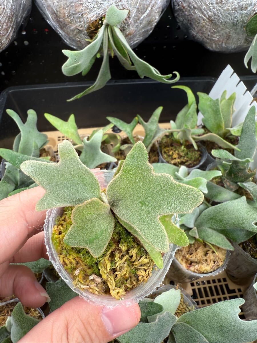 25ビカクシダ Platycerium 台湾輸入株 タグ付き ウィリンキー 25ビカクシダ Platycerium 台湾輸入株 タグ付き ウィリンキー