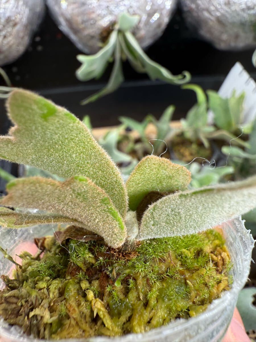 25ビカクシダ Platycerium 台湾輸入株 タグ付き ウィリンキー