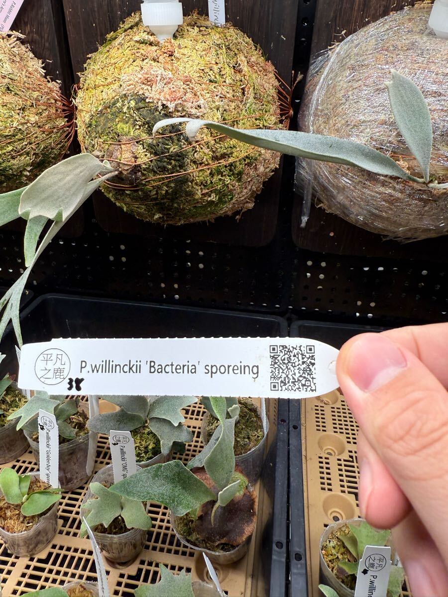 38ビカクシダ Platycerium 台湾輸入株 タグ付き ウィリンキー 38ビカクシダ Platycerium 台湾輸入株 タグ付き ウィリンキー
