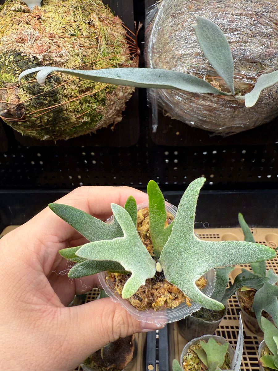 6ビカクシダ Platycerium 台湾輸入株タグ付き ウィリンキー 6ビカクシダ Platycerium 台湾輸入株タグ付き ウィリンキー