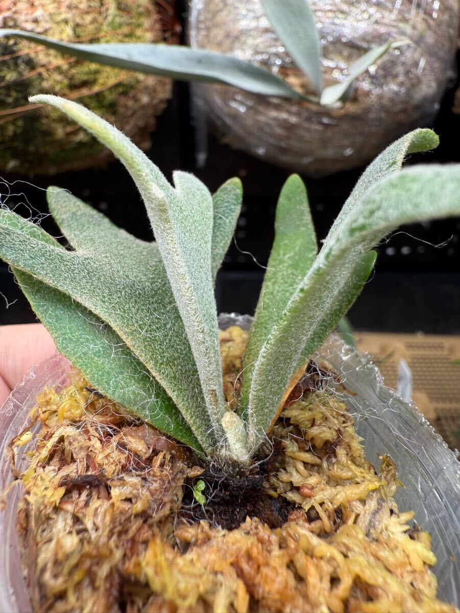 6ビカクシダ Platycerium 台湾輸入株タグ付き ウィリンキー 6ビカクシダ Platycerium 台湾輸入株タグ付き ウィリンキー