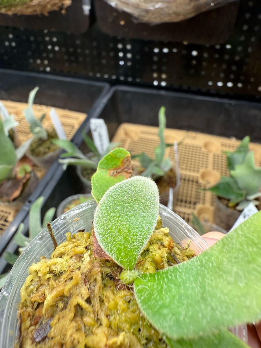 62ビカクシダ Platycerium 台湾輸入株 タグ付き ウィリンキー