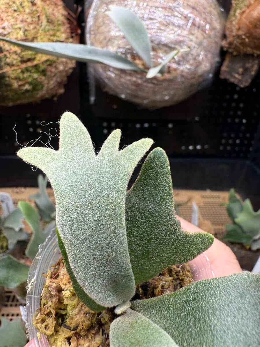 88ビカクシダ Platycerium 台湾輸入株 タグ付き ウィリンキー 88ビカクシダ Platycerium 台湾輸入株 タグ付き ウィリンキー