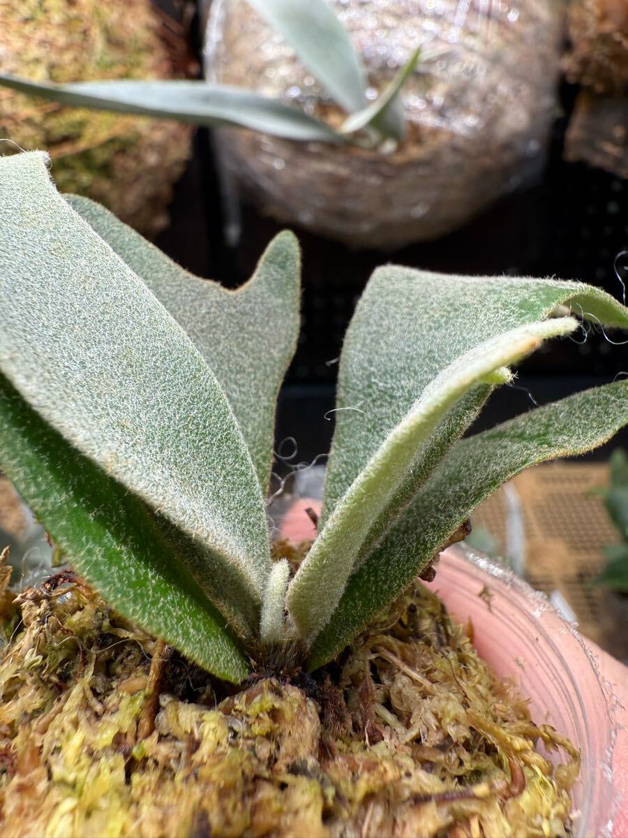 88ビカクシダ Platycerium 台湾輸入株 タグ付き ウィリンキー 88ビカクシダ Platycerium 台湾輸入株 タグ付き ウィリンキー
