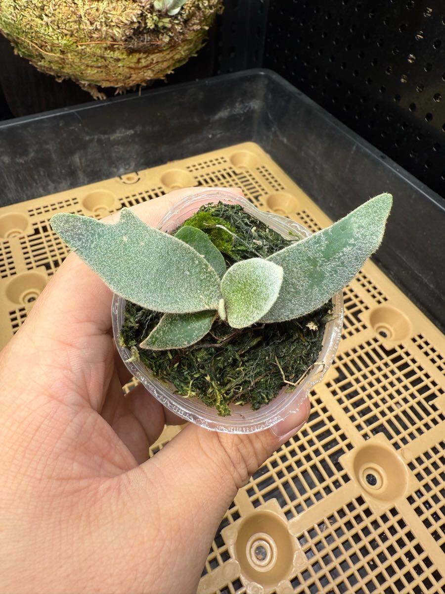 43ビカクシダ Platycerium 台湾輸入株 タグ付き ウィリンキー 43ビカクシダ Platycerium 台湾輸入株 タグ付き ウィリンキー