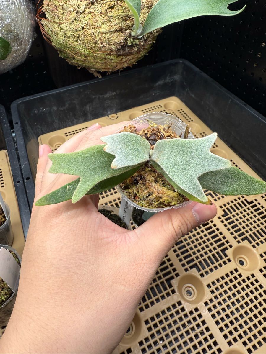 90ビカクシダ Platycerium 台湾輸入株 タグ付き ウィリンキー 90ビカクシダ Platycerium 台湾輸入株 タグ付き ウィリンキー