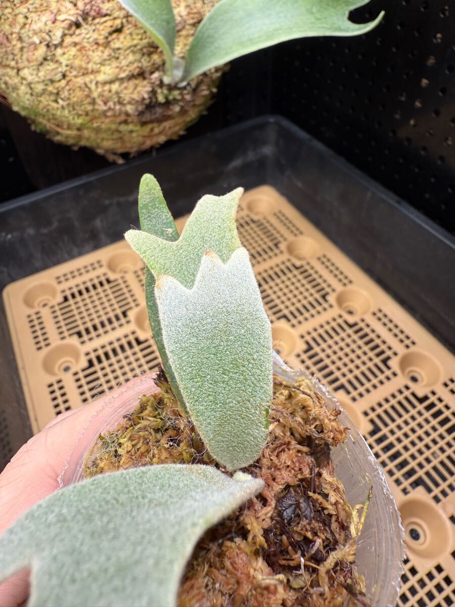 90ビカクシダ Platycerium 台湾輸入株 タグ付き ウィリンキー 90ビカクシダ Platycerium 台湾輸入株 タグ付き ウィリンキー