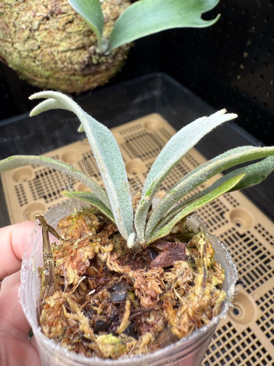 90ビカクシダ Platycerium 台湾輸入株 タグ付き ウィリンキー 90ビカクシダ Platycerium 台湾輸入株 タグ付き ウィリンキー