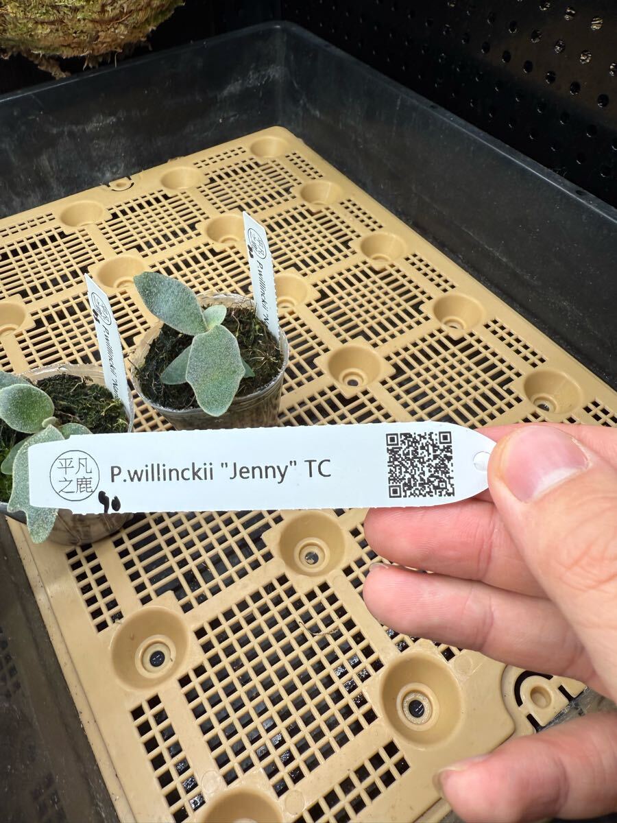 90ビカクシダ Platycerium 台湾輸入株 タグ付き ウィリンキー 90ビカクシダ Platycerium 台湾輸入株 タグ付き ウィリンキー