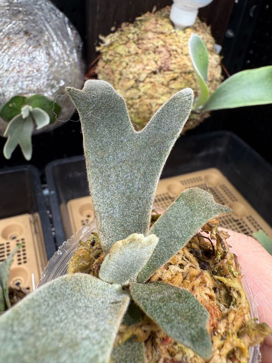91ビカクシダ Platycerium 台湾輸入株 タグ付き ウィリンキー 91ビカクシダ Platycerium 台湾輸入株 タグ付き ウィリンキー