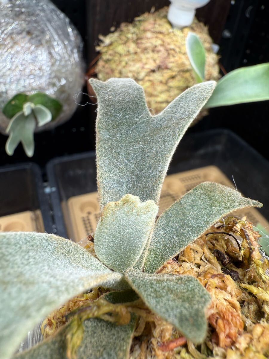 91ビカクシダ Platycerium 台湾輸入株 タグ付き ウィリンキー 91ビカクシダ Platycerium 台湾輸入株 タグ付き ウィリンキー