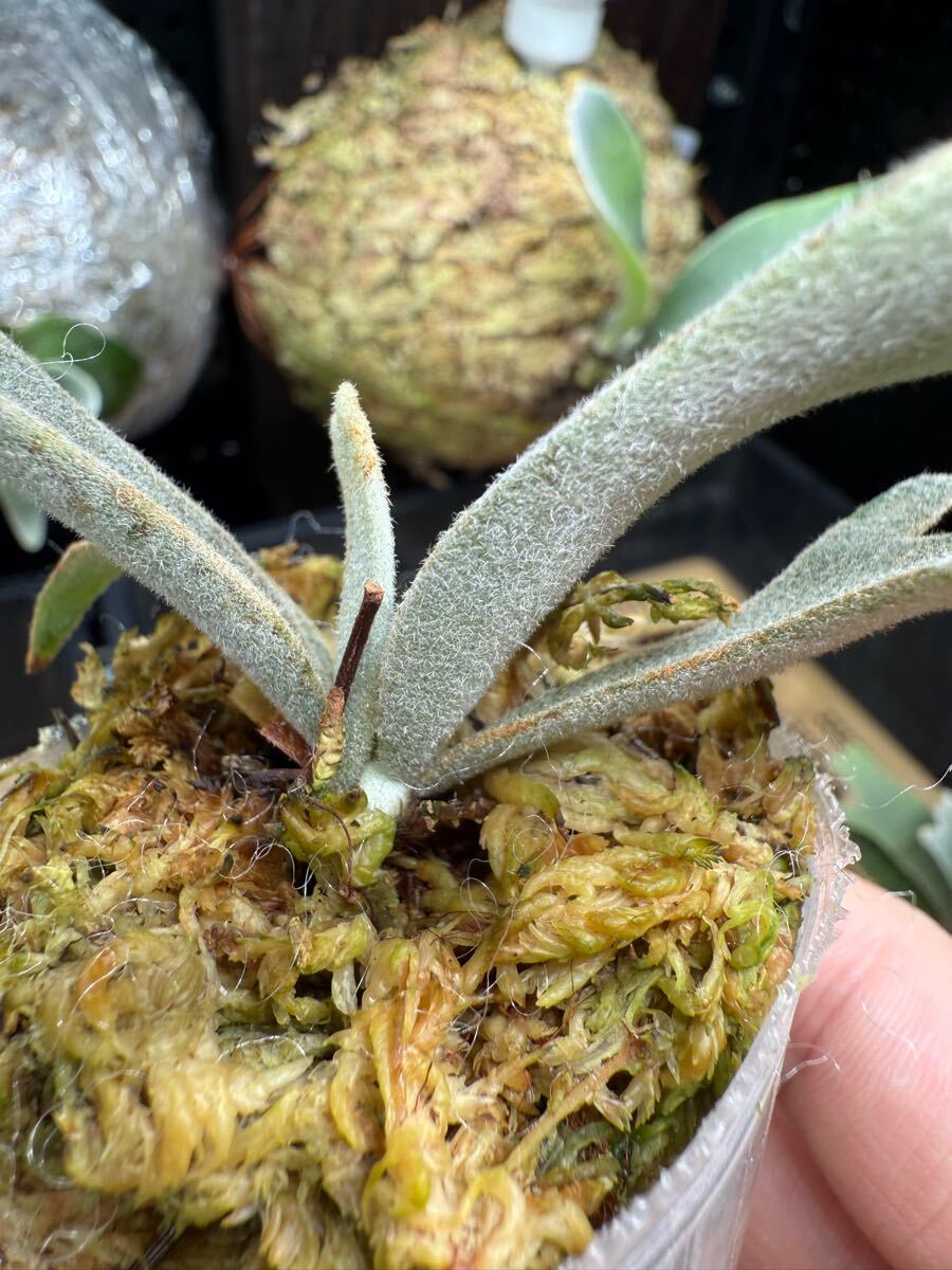 91ビカクシダ Platycerium 台湾輸入株 タグ付き ウィリンキー 91ビカクシダ Platycerium 台湾輸入株 タグ付き ウィリンキー