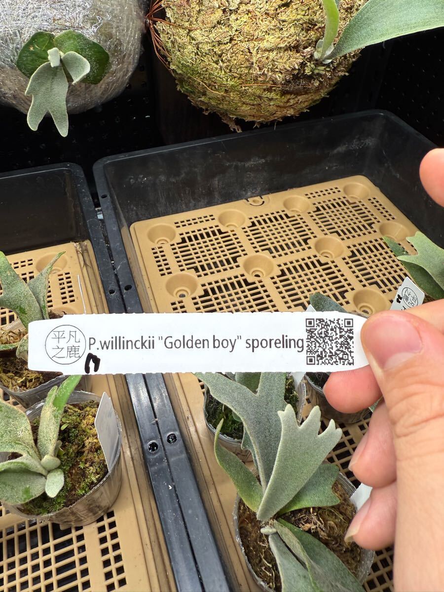 69ビカクシダ Platycerium 台湾輸入株 タグ付き ウィリンキー 69ビカクシダ Platycerium 台湾輸入株 タグ付き ウィリンキー
