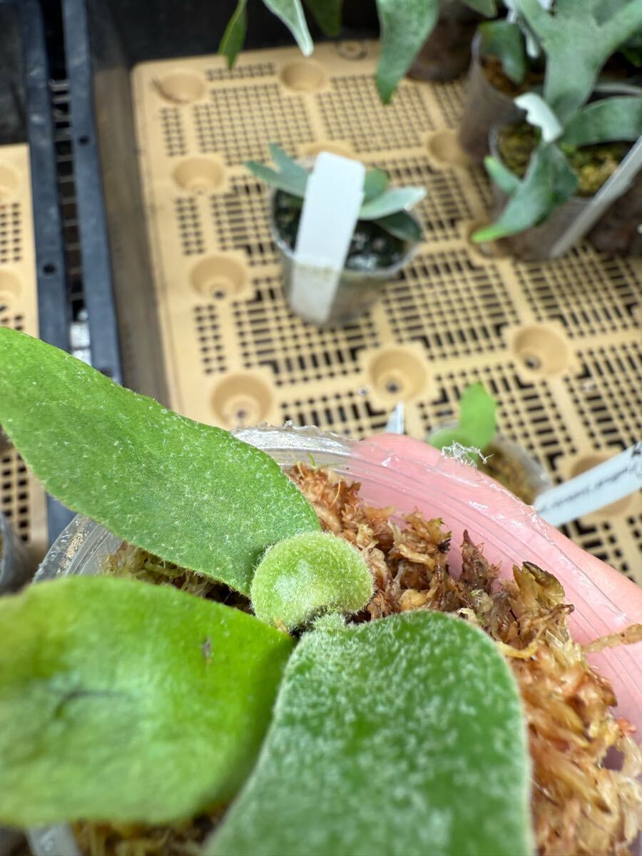72ビカクシダ Platycerium 台湾輸入株 タグ付き ウィリンキー 72ビカクシダ Platycerium 台湾輸入株 タグ付き ウィリンキー