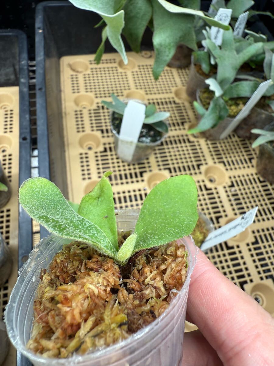 72ビカクシダ Platycerium 台湾輸入株 タグ付き ウィリンキー 72ビカクシダ Platycerium 台湾輸入株 タグ付き ウィリンキー