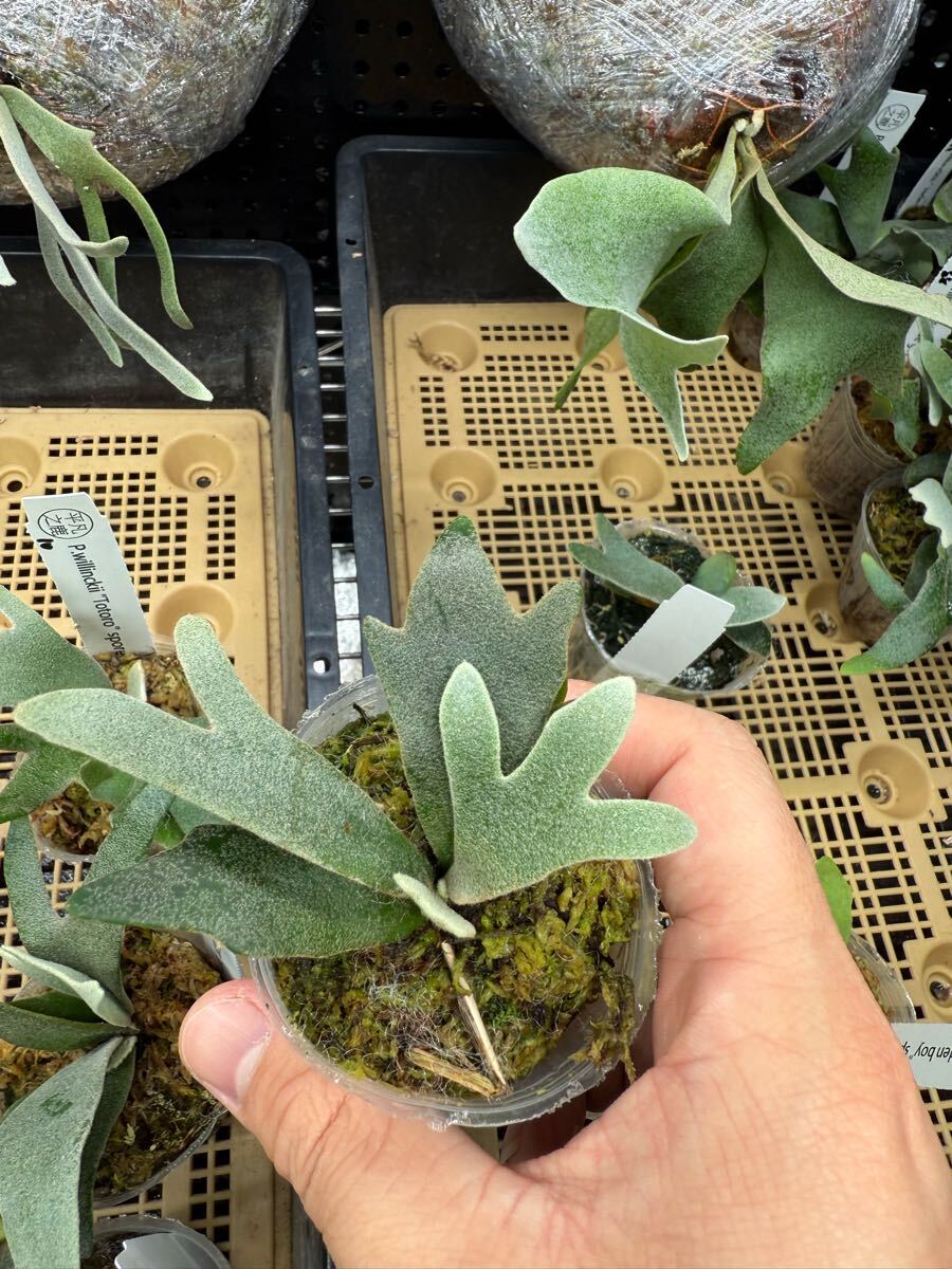 94ビカクシダ Platycerium 台湾輸入株 タグ付き ウィリンキー 94ビカクシダ Platycerium 台湾輸入株 タグ付き ウィリンキー
