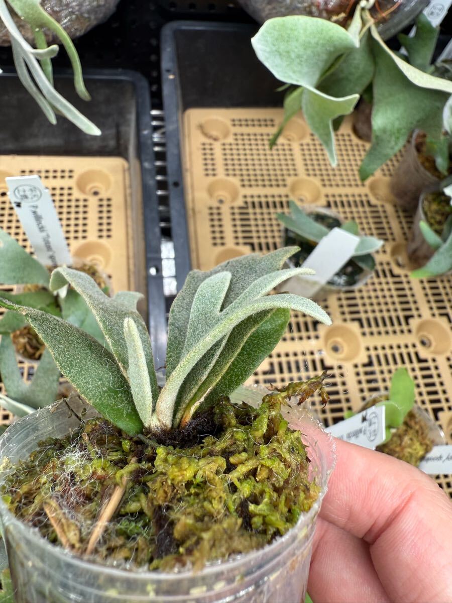 94ビカクシダ Platycerium 台湾輸入株 タグ付き ウィリンキー 94ビカクシダ Platycerium 台湾輸入株 タグ付き ウィリンキー