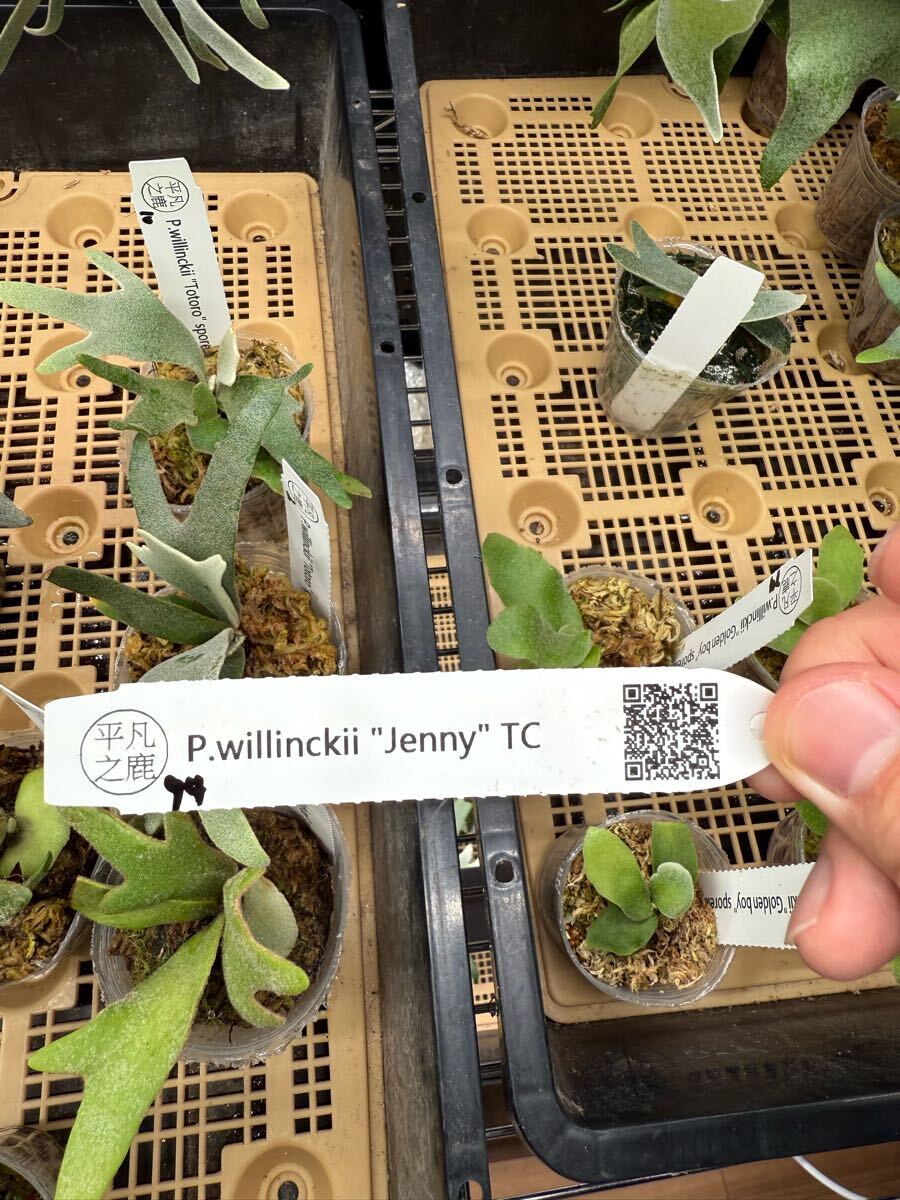 94ビカクシダ Platycerium 台湾輸入株 タグ付き ウィリンキー 94ビカクシダ Platycerium 台湾輸入株 タグ付き ウィリンキー