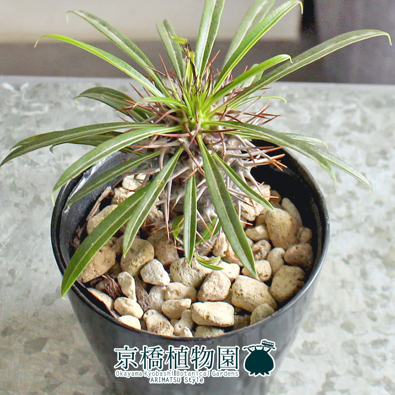 【現(xiàn)品】パキポディウム?ラメリー（ラメレイ） 3.5號(hào)（9）Pachypodhium lamerei