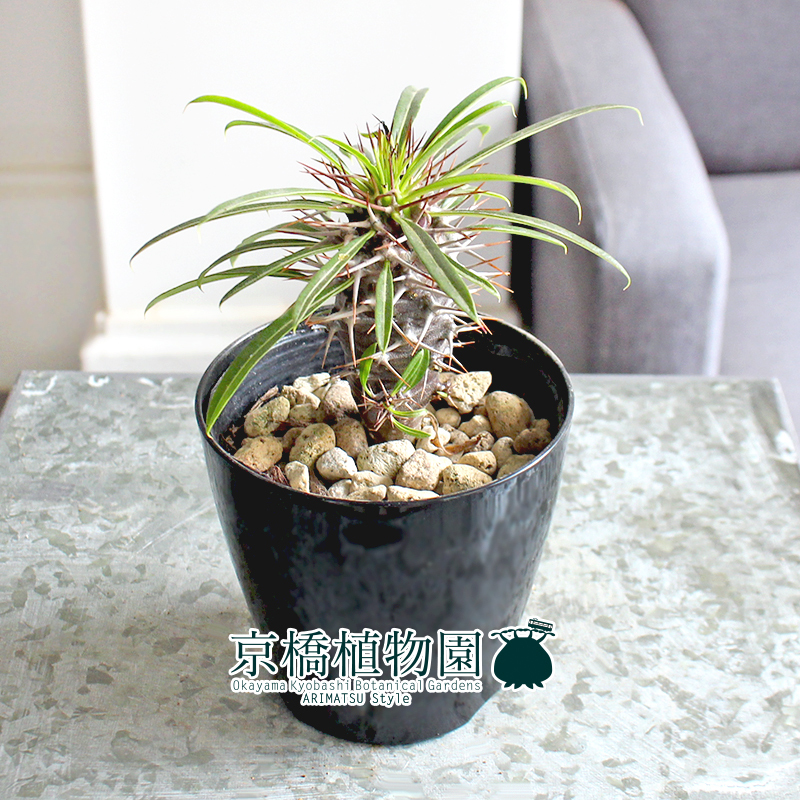 【現(xiàn)品】パキポディウム?ラメリー（ラメレイ） 3.5號(hào)（9）Pachypodhium lamerei