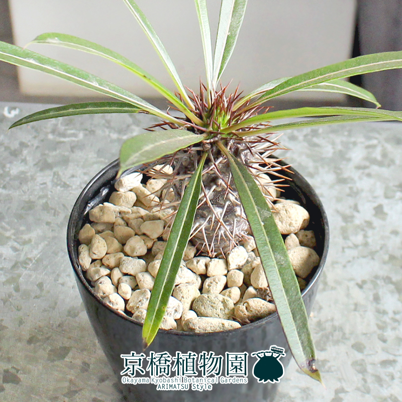 【現(xiàn)品】パキポディウム?ラメリー（ラメレイ） 3.5號（10）Pachypodhium lamerei