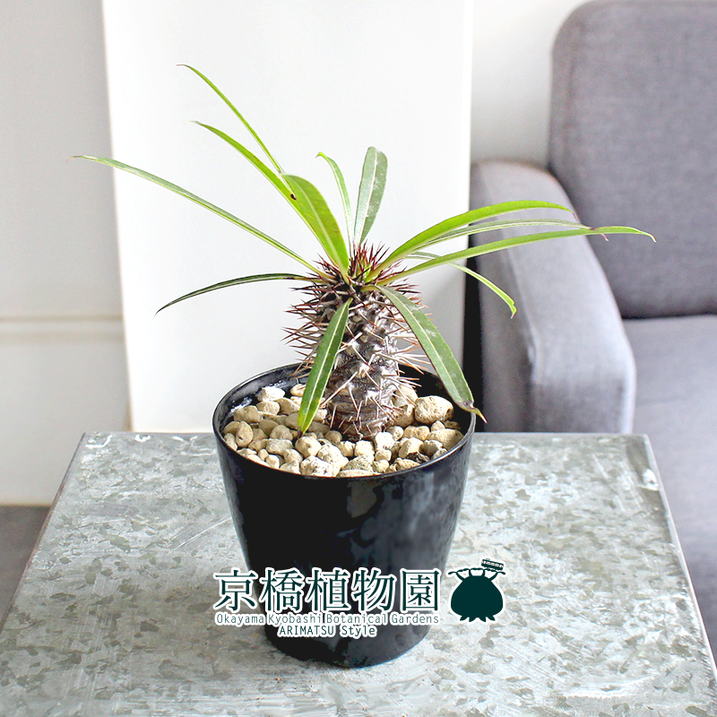 【現(xiàn)品】パキポディウム?ラメリー（ラメレイ） 3.5號（10）Pachypodhium lamerei