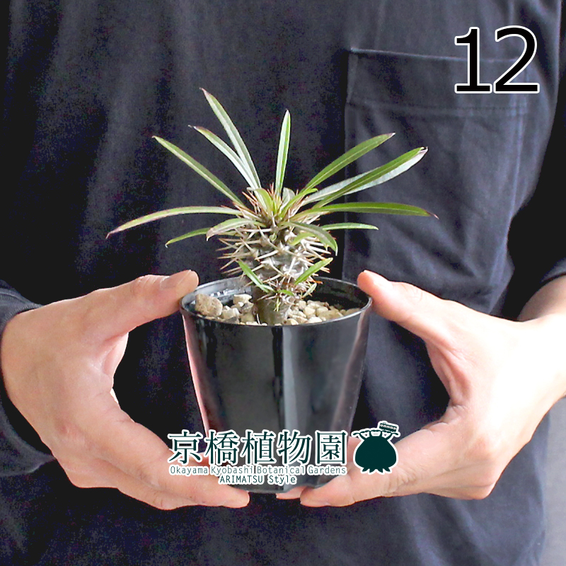 【現(xiàn)品】パキポディウム?ラメリー（ラメレイ） 3.5號（12）Pachypodhium lamerei